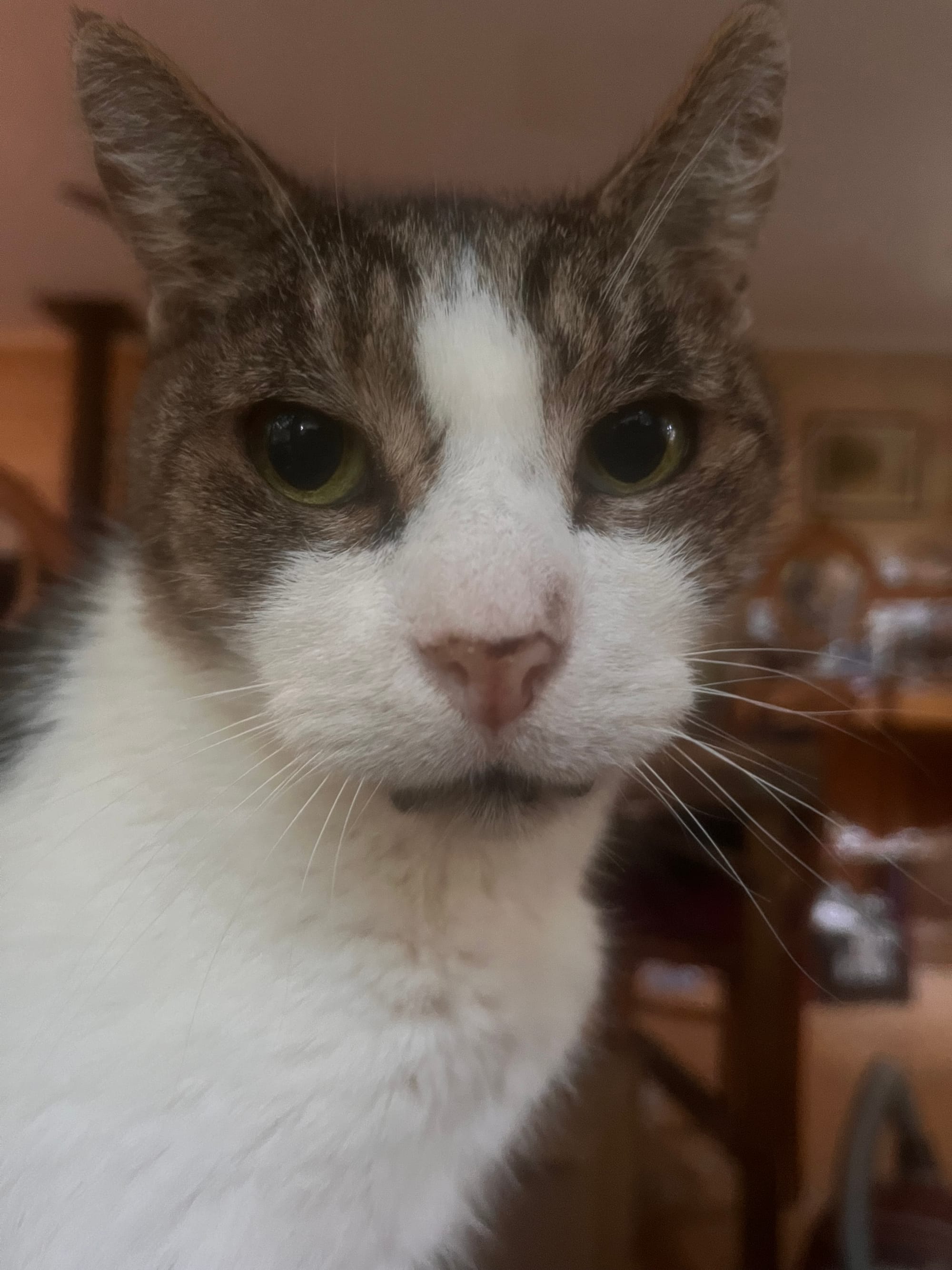 close up of my old man tabby cat looking seriously at the camera