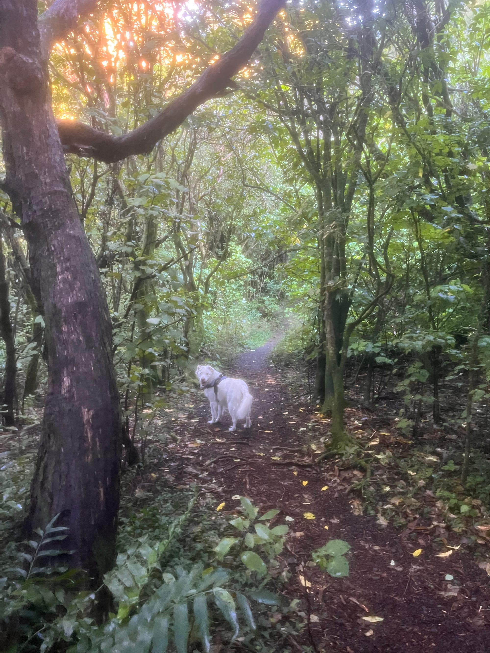 walking track through the bush with bright sunlight filtering though, and a very happy dog