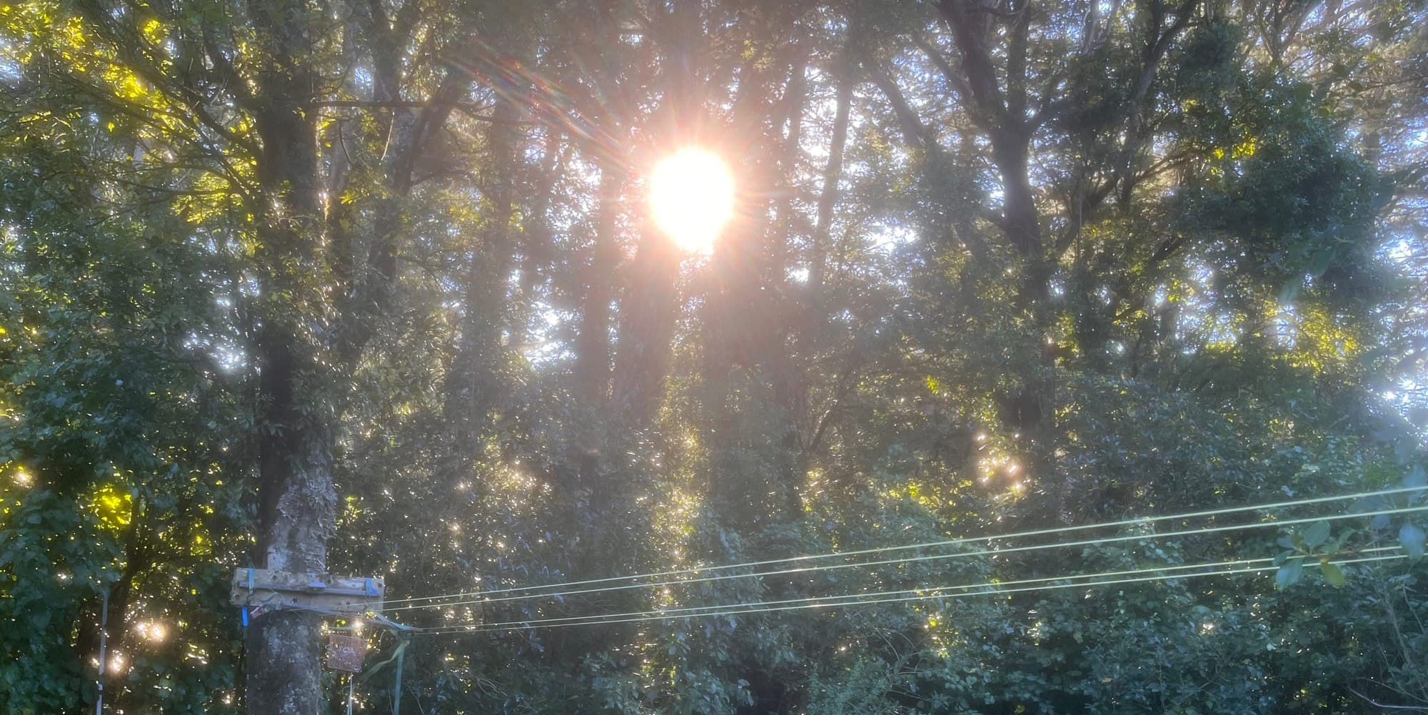 tiny forest collective